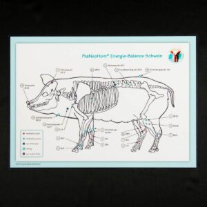 Akupunktur-Tafel Schwein
