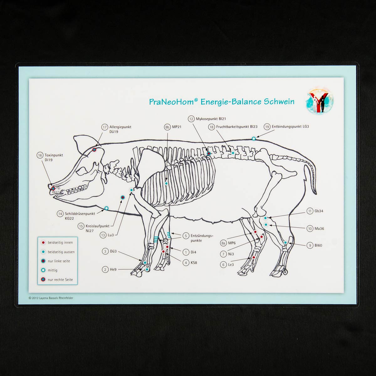Akupunktur-Tafel Schwein